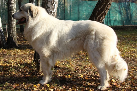 Наши взрослые Пиренейские Горные Собаки